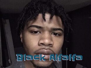 Black_Alfalfa