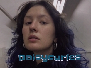 Daisycurles
