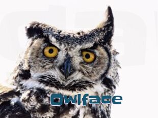 Owlface